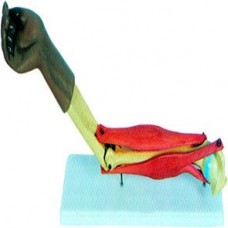 FUNCTIONAL ELBOW JOINT